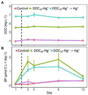 Inputs of Terrestrial Dissolved Organic Matter Enhance Bacterial Production and Methylmercury Formation in Oxic Coastal Water